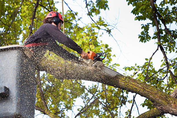 Why Choose Our Tree Removal Services in Fennville, MI?